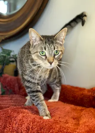 Kittan