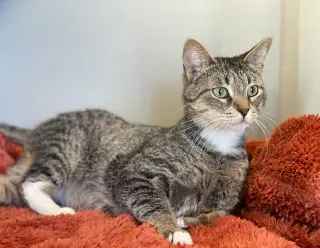 Kittan