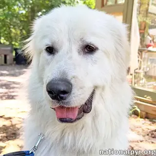 Baymax in GA - Adores Attention!