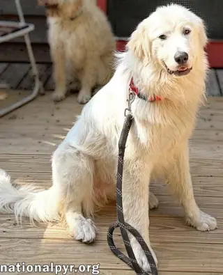 Baymax in GA - Adores Attention!