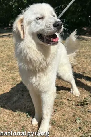 Baymax in GA - Adores Attention!