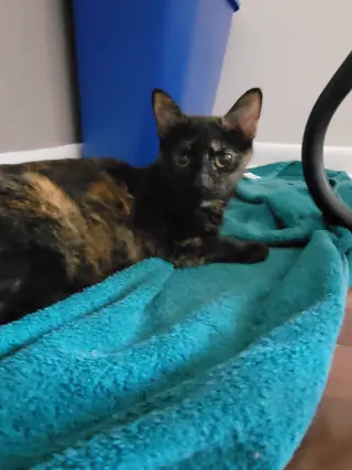Kahu