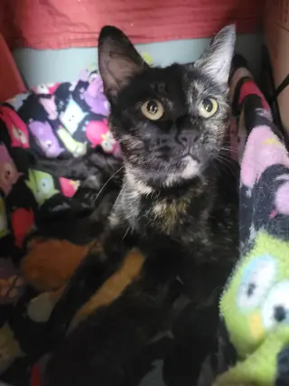 Kahu