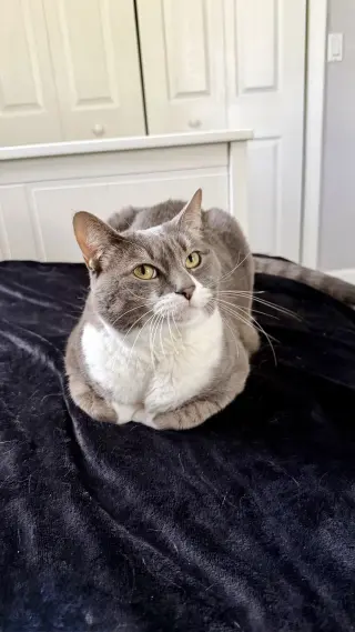 Sophia