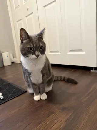 Sophia