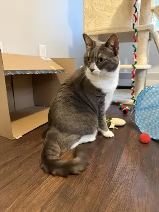 Sophia