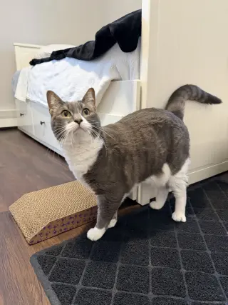 Sophia