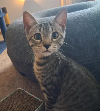 Duke