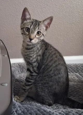 Duke
