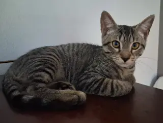 Duke