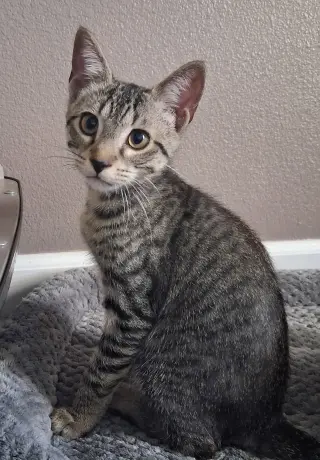 Duke