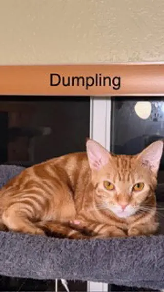 Dumpling