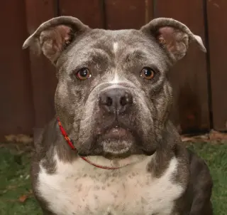 Rosie