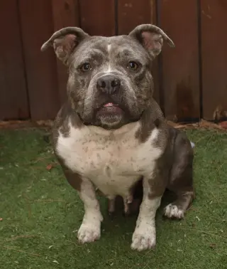 Rosie
