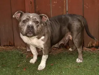 Rosie