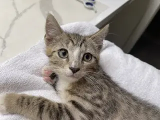 Bashful