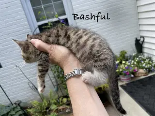 Bashful