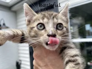 Bashful