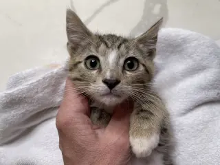 Bashful