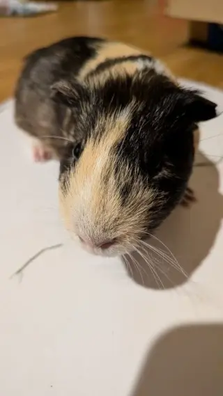 Gus