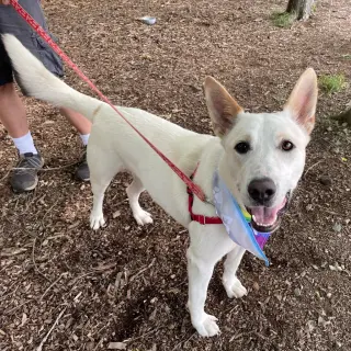 Milo