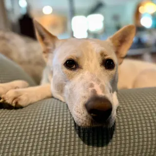 Milo