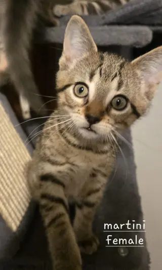 Martini