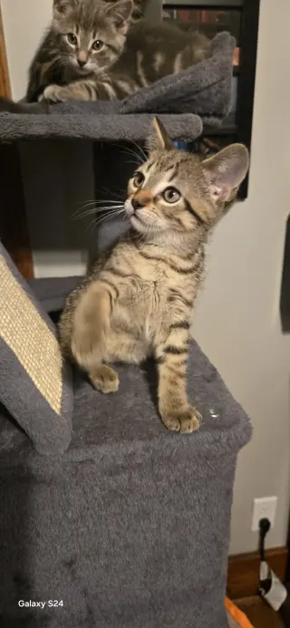 Martini
