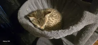 Martini