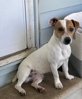 Squeaky *