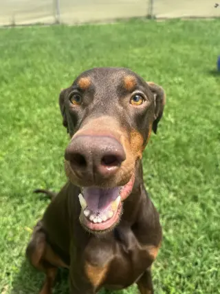 Cooper