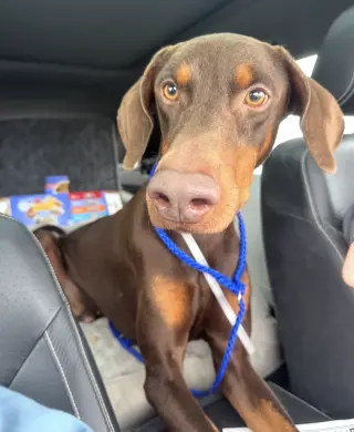 Cooper