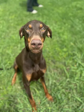 Cooper