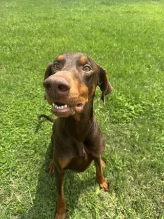 Cooper