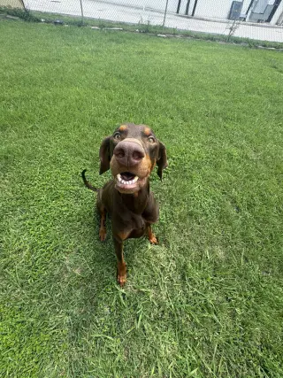 Cooper