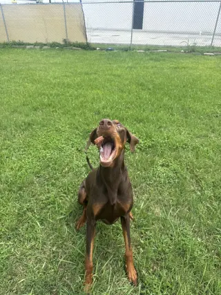 Cooper