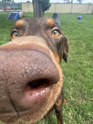 Cooper