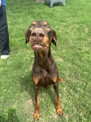 Cooper