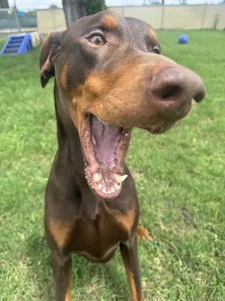Cooper