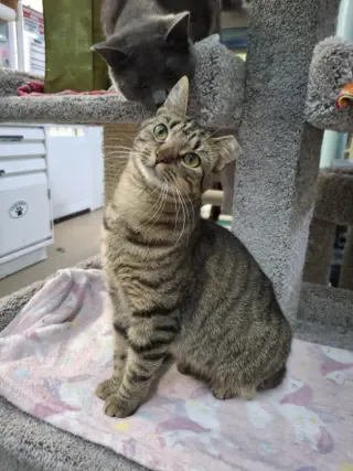 Allie AND Prince