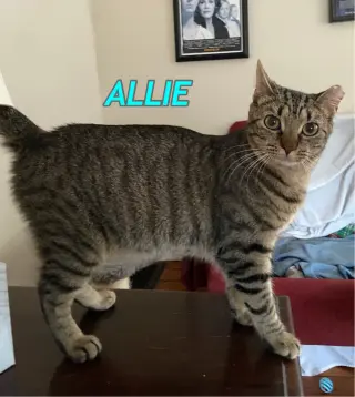 Allie AND Prince