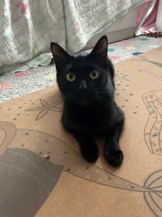 Khaleesi