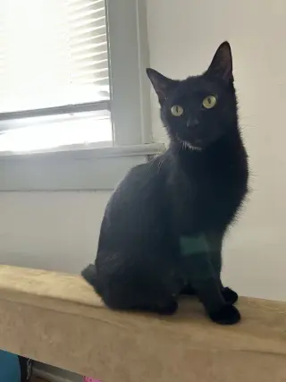 Khaleesi