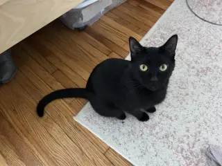 Khaleesi