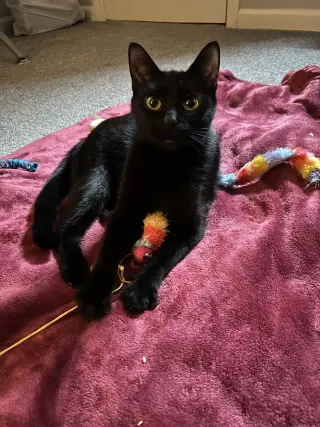 Khaleesi