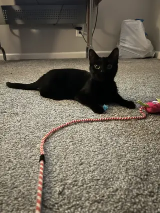 Khaleesi