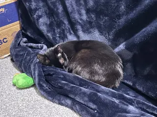 Khaleesi