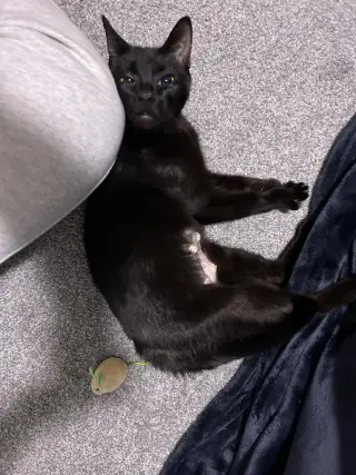 Khaleesi