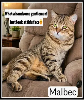 Malbec (FCID# 03/04/2026-106 Willow Grove PA)