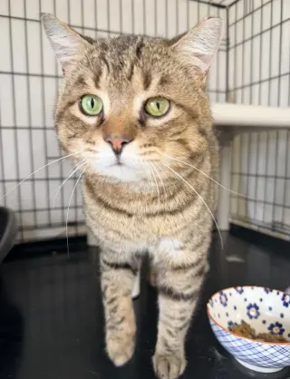 Malbec (FCID# 03/04/2026-106 Willow Grove PA)